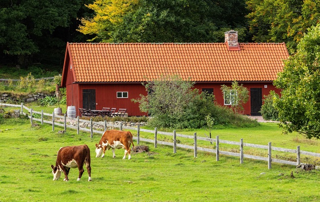 Röda ladan med kor_649x409